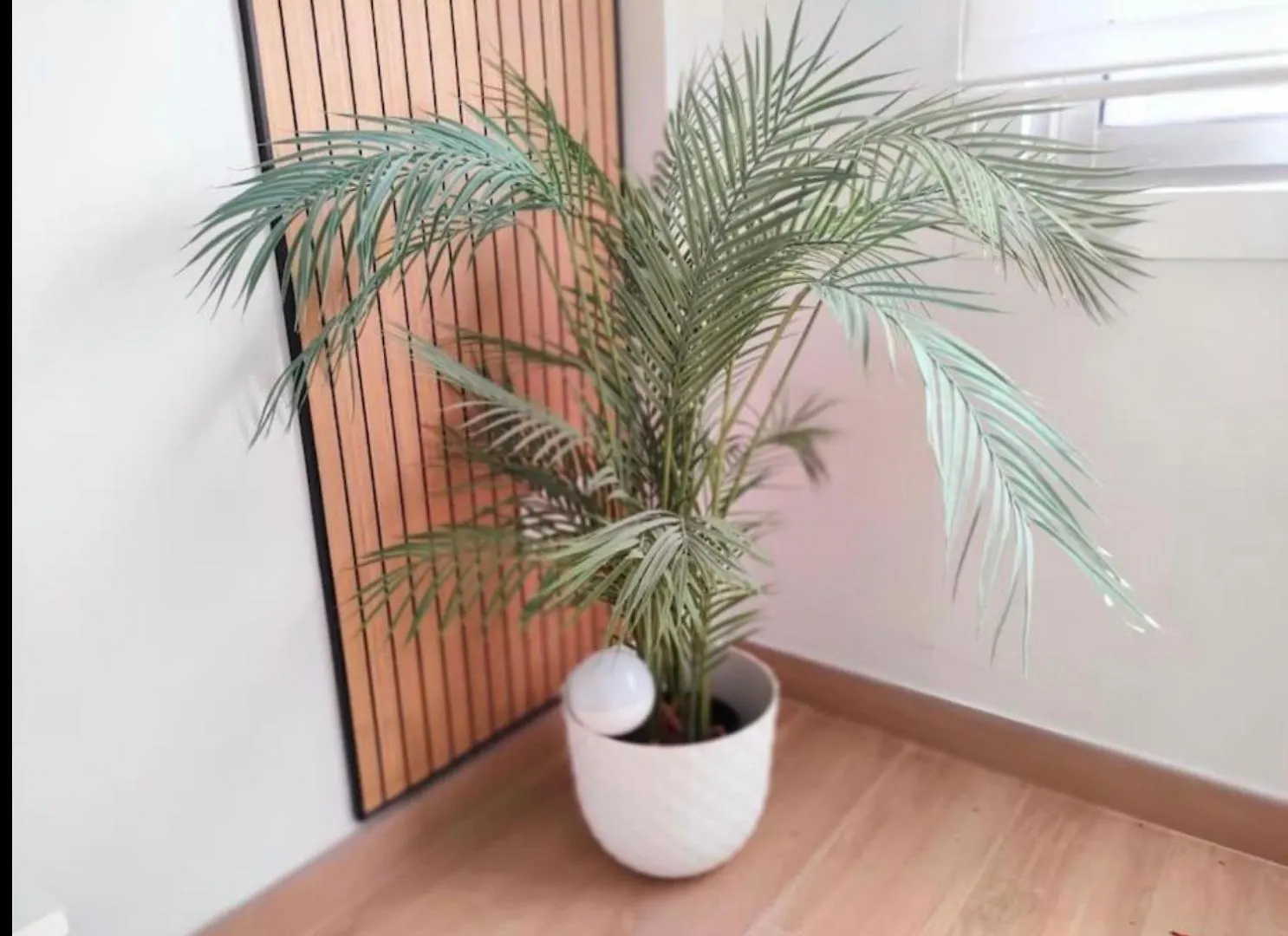 Medano Garden Apartment El Medano  Spain